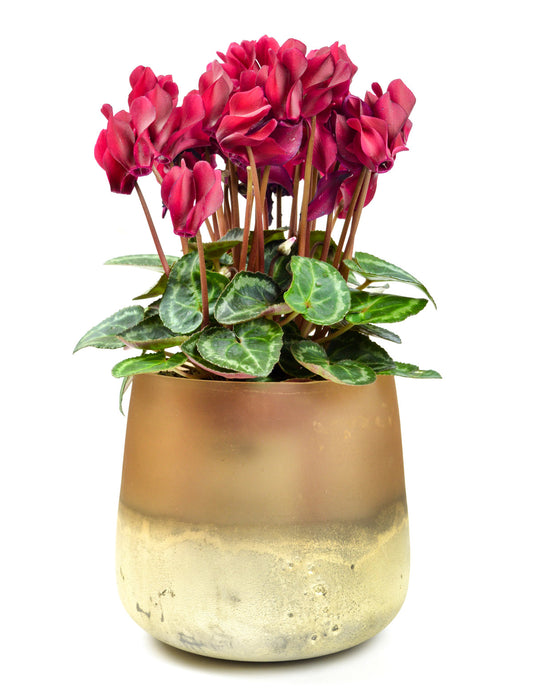 Blumenvase Barbara Tischvase Glasvase Dekovase Vase Blumentopf Pflanztopf